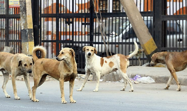 street dogs