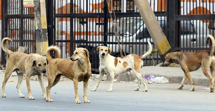 street dogs