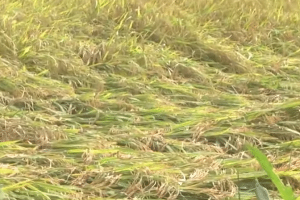 MONTHA THOOFAN EFFECTS FARMS