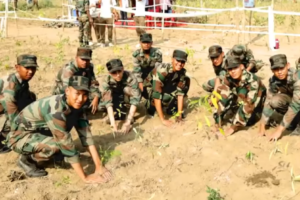 2.5 lakh saplings